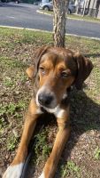 Coonhound Puppies for sale in Pensacola, FL, USA. price: $200