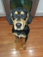 Coonhound Puppies for sale in Howell, Michigan. price: $800