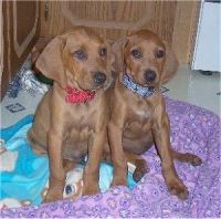 Coonhound Puppies for sale in Honolulu, HI, USA. price: NA