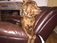 Coonhound Puppies for sale in Matthews, NC, USA. price: NA