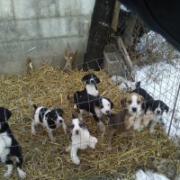 Coonhound Puppies for sale in Springfield, OH, USA. price: NA