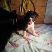 Coonhound Puppies for sale in Springfield, OH, USA. price: NA