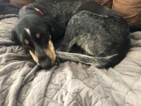 Coonhound Puppies for sale in Champlain, NY 12919, USA. price: NA