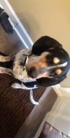 Coonhound Puppies for sale in 6130 Foster St, Overland Park, KS 66202, USA. price: NA