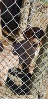 Coonhound Puppies for sale in Maysville, WV 26833, USA. price: NA