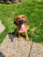 Coonhound Puppies for sale in Miamisburg, OH 45342, USA. price: NA