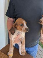 Coonhound Puppies for sale in Carrollton, OH 44615, USA. price: NA