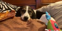 Coonhound Puppies for sale in 5557 Mayberry St, Omaha, NE 68106, USA. price: NA