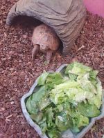 Cooter Turtles Reptiles for sale in Hesperia, CA, USA. price: NA