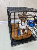 Corgi Puppies for sale in East Haven, CT, USA. price: NA