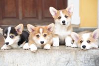 Corgi Puppies for sale in Chandigarh, India. price: 45000 INR