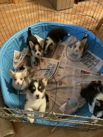 Corgi Puppies for sale in Lake County, OH, USA. price: NA