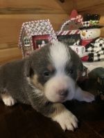Corgi Puppies for sale in Red Boiling Springs, TN 37150, USA. price: $1,000