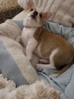 Corgi Puppies for sale in Frisco, Texas. price: $200