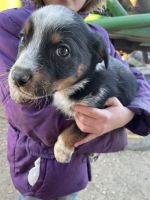 Corgi Puppies for sale in Delta, Colorado. price: $100