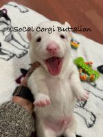 Corgi Puppies for sale in Mission Viejo, California. price: $2,300