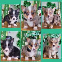Corgi Puppies for sale in Marana, Arizona. price: $120,000