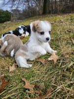 Corgi Puppies for sale in Hanover Township, Pennsylvania. price: $700,600