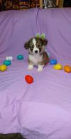 Corgi Puppies for sale in Conroe, Texas. price: $800