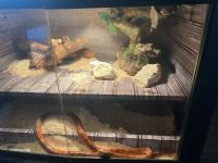 Corn Snake Reptiles for sale in Denver, CO, USA. price: NA