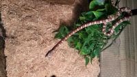 Corn Snake Reptiles for sale in Manchester, NH 03103, USA. price: NA