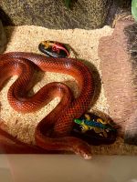 Corn Snake Reptiles for sale in Madisonville, LA 70447, USA. price: NA