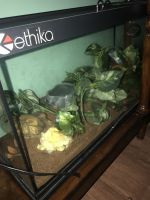 Corn Snake Reptiles for sale in 1098 Howard Ave, Middletown, OH 45044, USA. price: NA