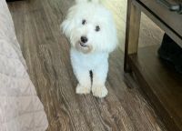 Coton De Tulear Puppies for sale in Middlesex, NJ 08846, USA. price: NA