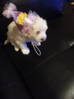 Coton De Tulear Puppies for sale in Lewisville, TX, USA. price: NA