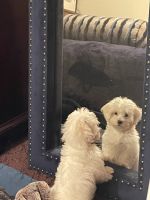 Coton De Tulear Puppies for sale in Cleveland Heights, OH, USA. price: NA