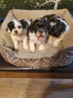Coton De Tulear Puppies for sale in Atlanta, GA, USA. price: NA