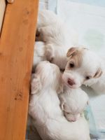 Coton De Tulear Puppies Photos