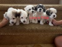 Coton De Tulear Puppies for sale in Surprise, AZ, USA. price: NA