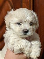 Coton De Tulear Puppies for sale in Statesville, NC, USA. price: NA