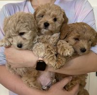 Coton De Tulear Puppies for sale in Glendale, AZ, USA. price: NA