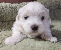 Coton De Tulear Puppies for sale in Kennewick, WA, USA. price: NA