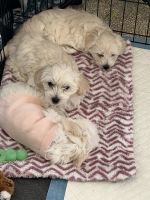 Coton De Tulear Puppies for sale in Cleveland, OH, USA. price: NA