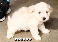 Coton De Tulear Puppies for sale in Syosset, NY 11791, USA. price: NA