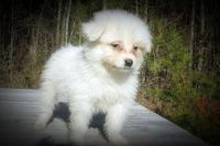 Coton De Tulear Puppies for sale in South Boston, VA 24592, USA. price: NA