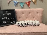 Coton De Tulear Puppies for sale in Sun City, AZ 85379, USA. price: NA