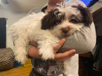Coton De Tulear Puppies for sale in Bellows Falls, Town of Rockingham, VT 05101, USA. price: NA