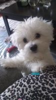 Coton De Tulear Puppies for sale in Florissant, MO, USA. price: NA