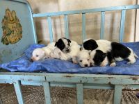 Coton De Tulear Puppies for sale in Mountain Grove, MO 65711, USA. price: NA