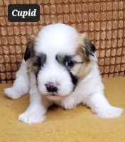 Coton De Tulear Puppies for sale in Springfield, Arkansas. price: $1,800