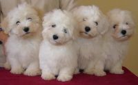 Coton De Tulear Puppies for sale in Los Angeles, CA, USA. price: NA