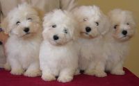 Coton De Tulear Puppies for sale in California St, San Francisco, CA, USA. price: NA