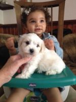 Coton De Tulear Puppies for sale in Charleston, WV, USA. price: NA