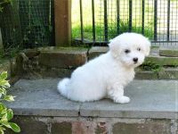 Coton De Tulear Puppies for sale in Ghent, NY, USA. price: NA