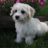 Coton De Tulear Puppies for sale in Canton, OH, USA. price: NA