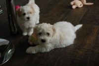 Coton De Tulear Puppies for sale in Houston, TX, USA. price: NA